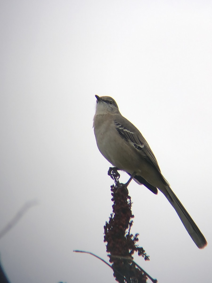 Northern Mockingbird - ML274946611