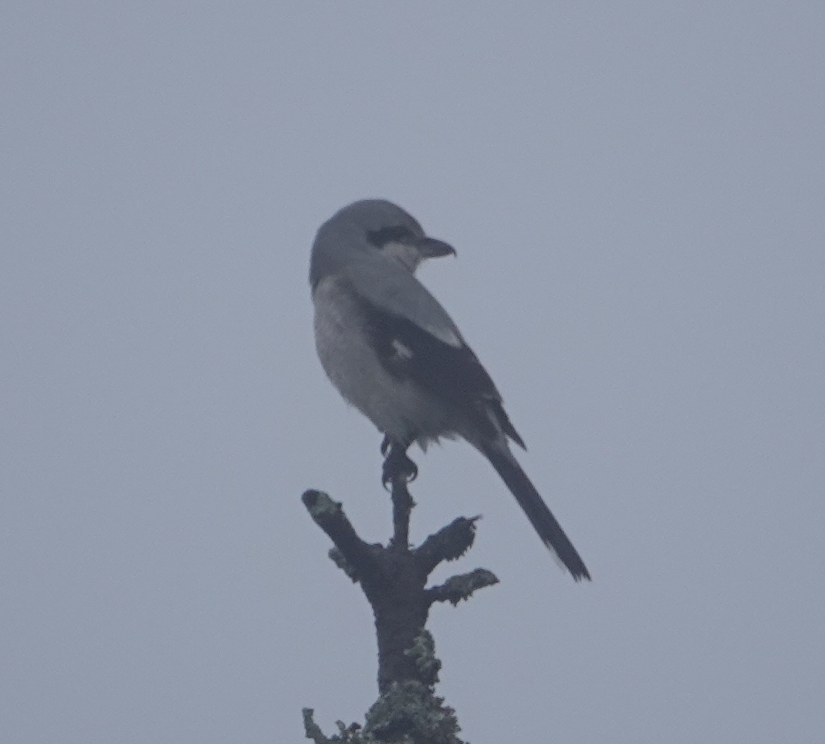 Antzandobi boreala - ML274948701