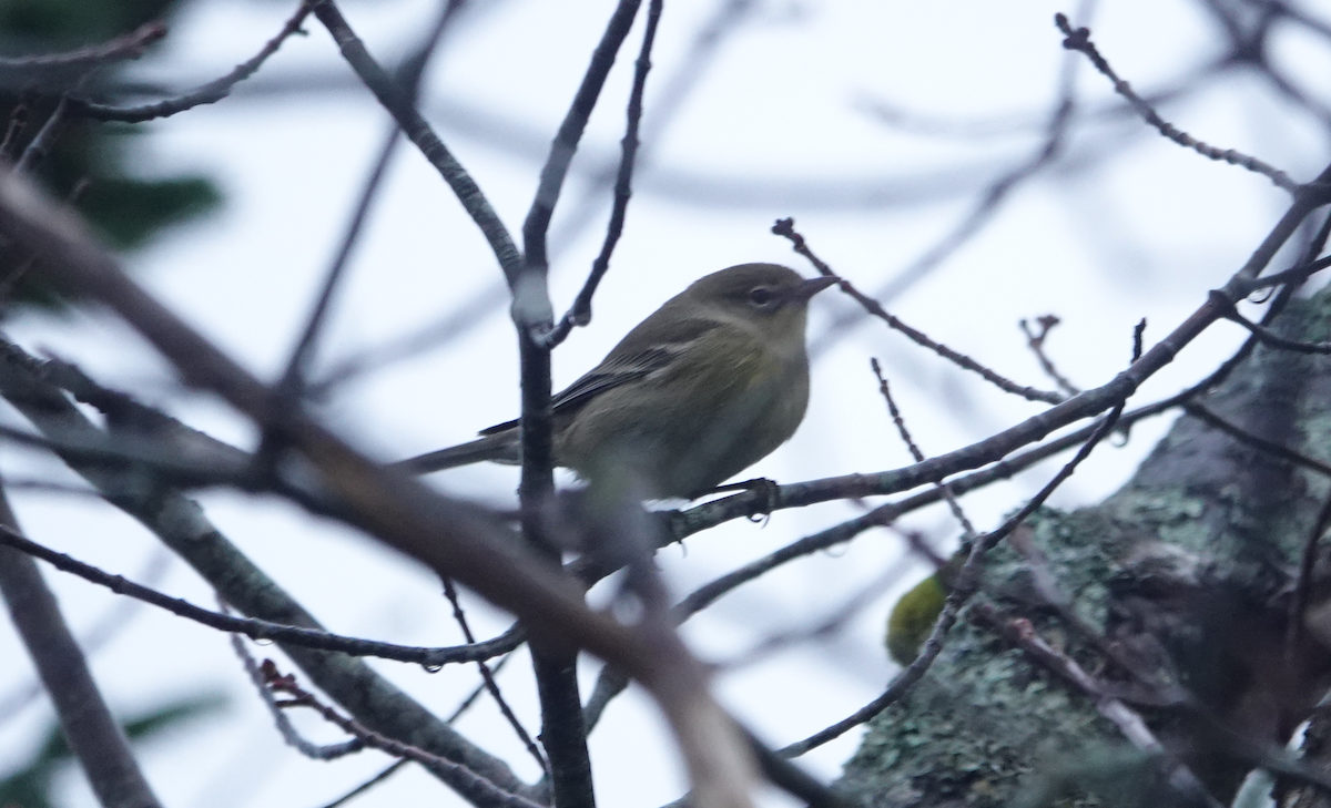 Pine Warbler - ML274948931