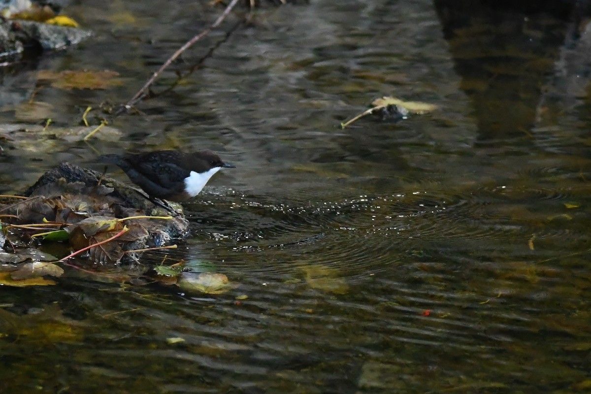 White-throated Dipper - ML274949271