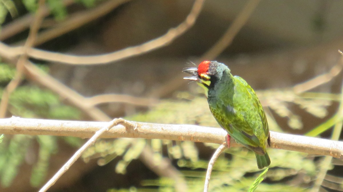 Coppersmith Barbet - ML274950481