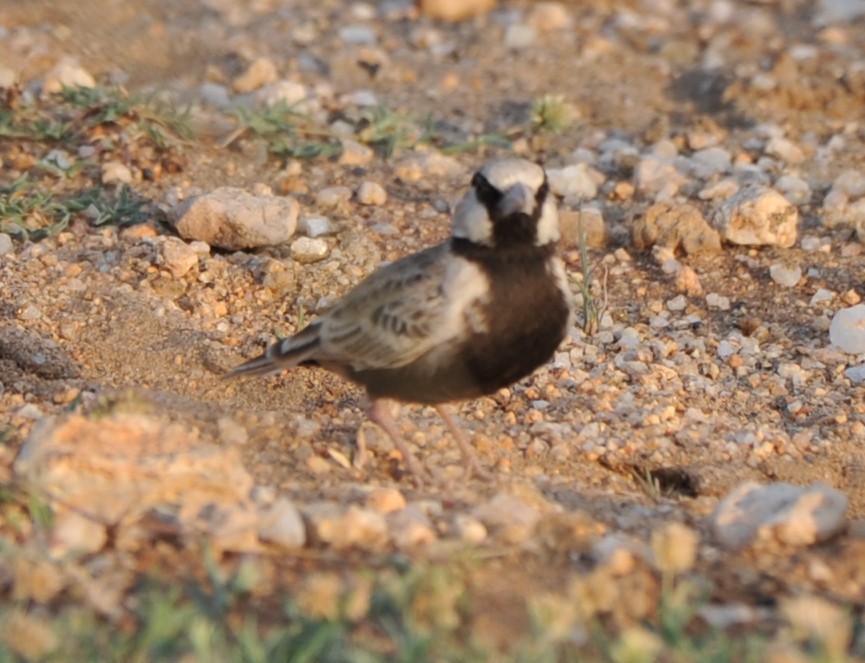 Ashy-crowned Sparrow-Lark - ML274953931