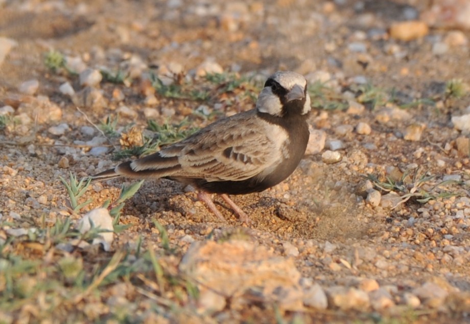 Ashy-crowned Sparrow-Lark - ML274953941