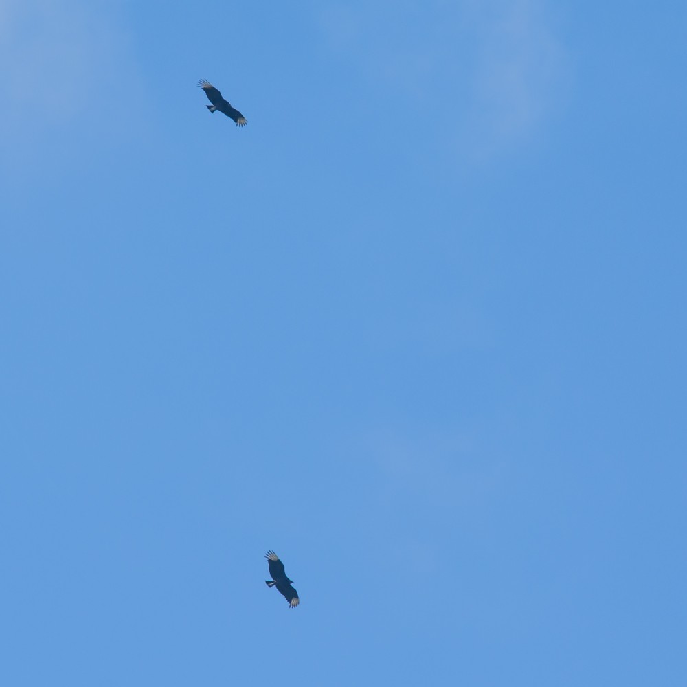 Black Vulture - ML27495411