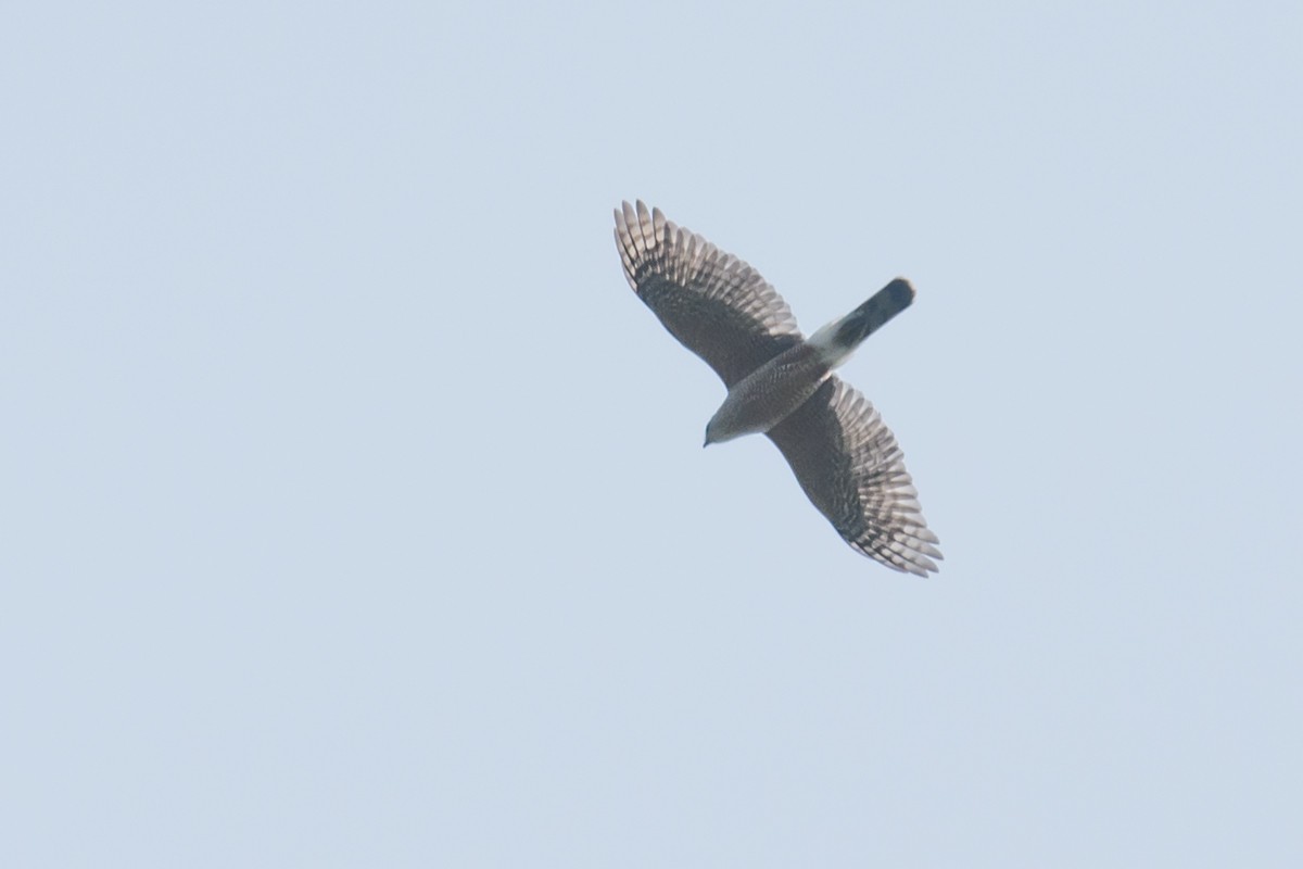 Cooper's Hawk - ML27495451