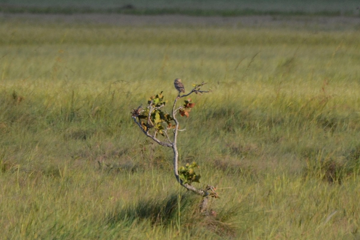 Burrowing Owl - ML274954961