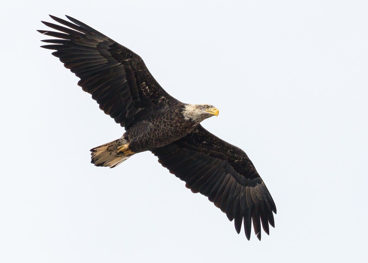 Bald Eagle - Cesar Ponce