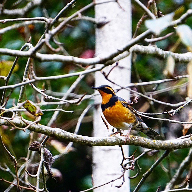 Varied Thrush - ML274955911