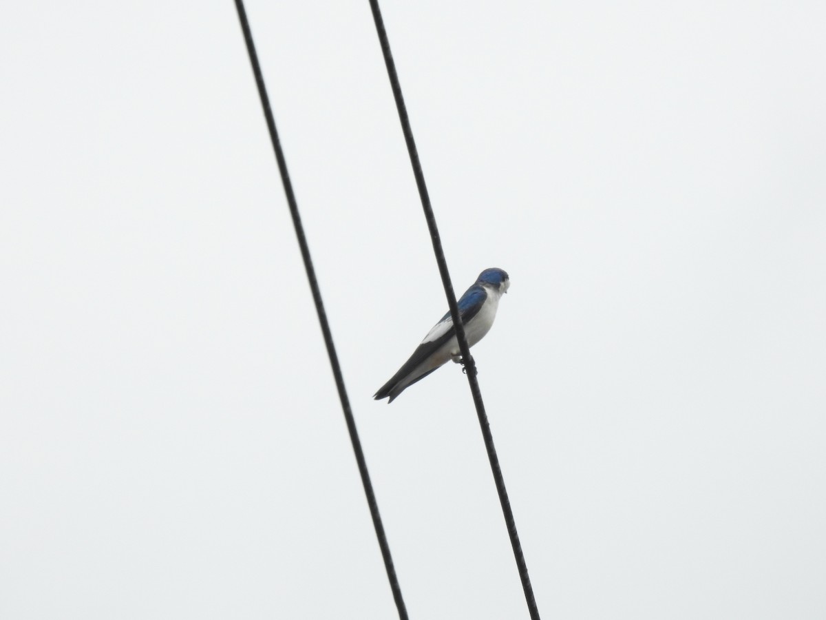 White-winged Swallow - ML274955961
