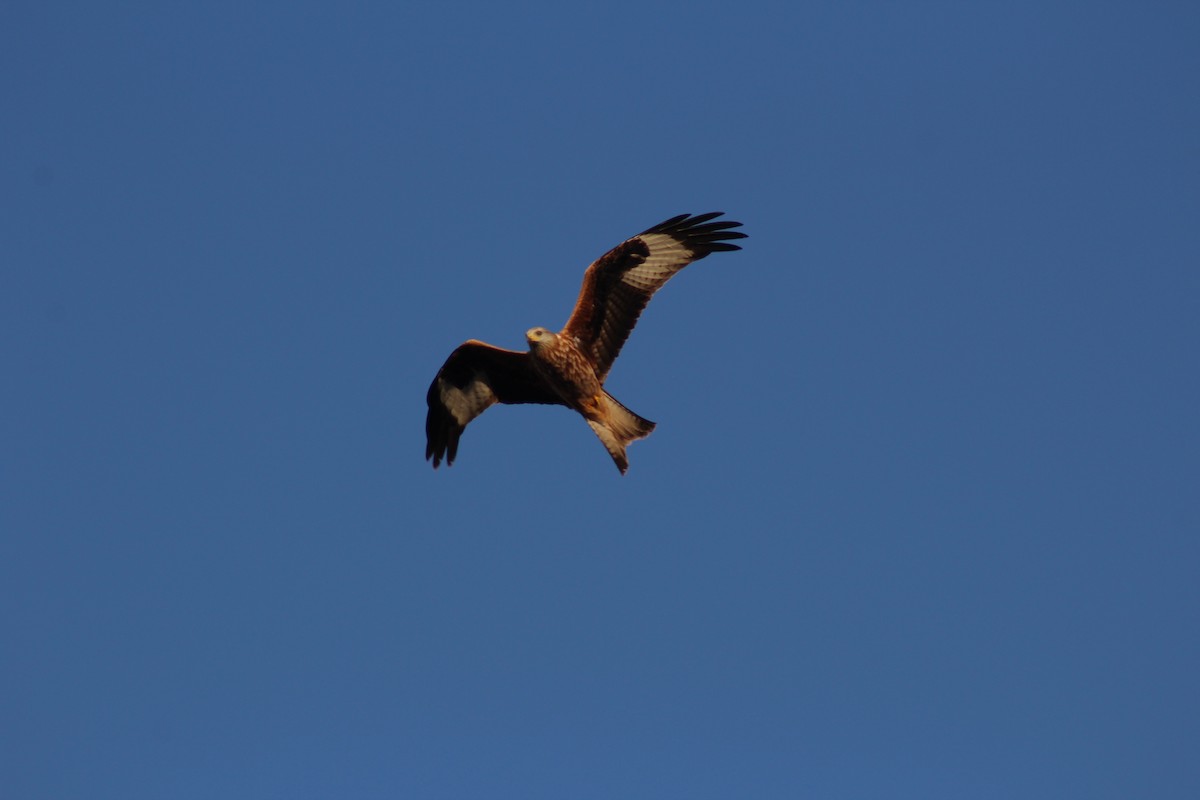 Red Kite - ML274956431