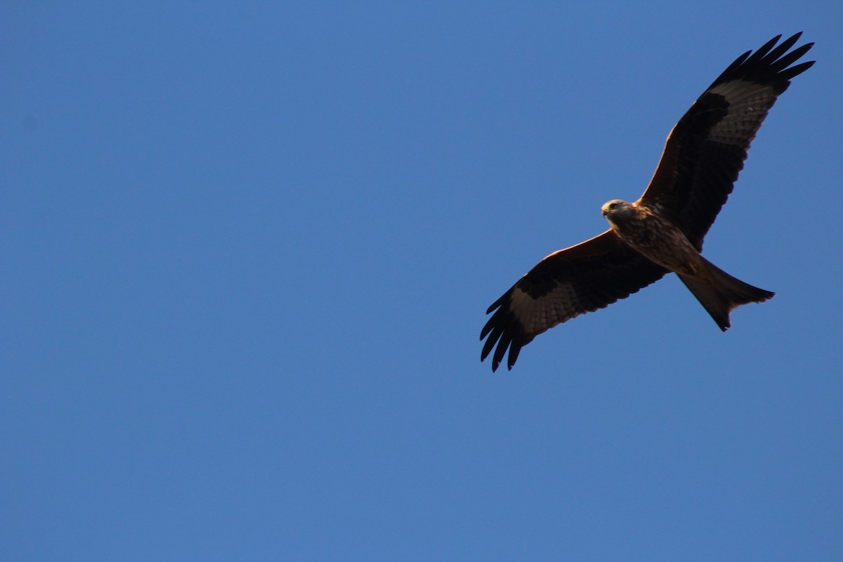 Red Kite - ML274956511