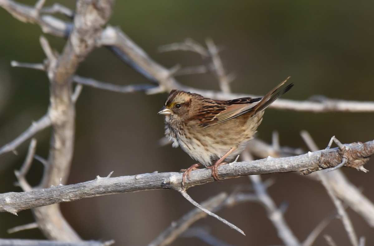 White-throated Sparrow - Kathy Marche