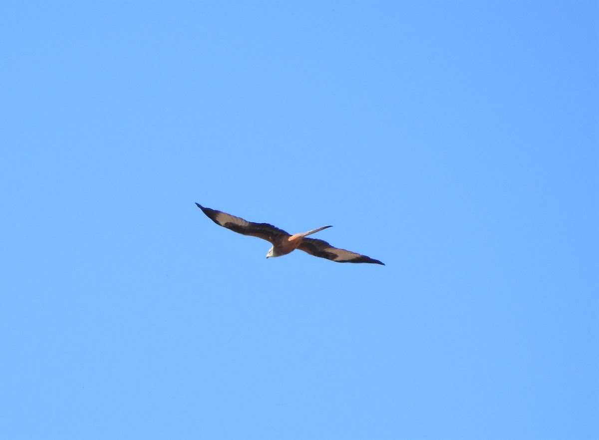 Red Kite - ML274960651