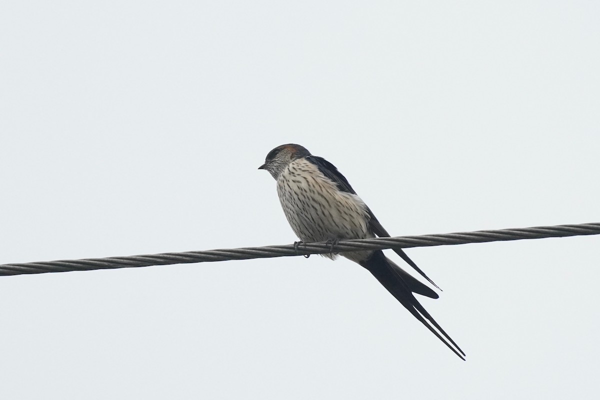 Striated Swallow - ML274965541