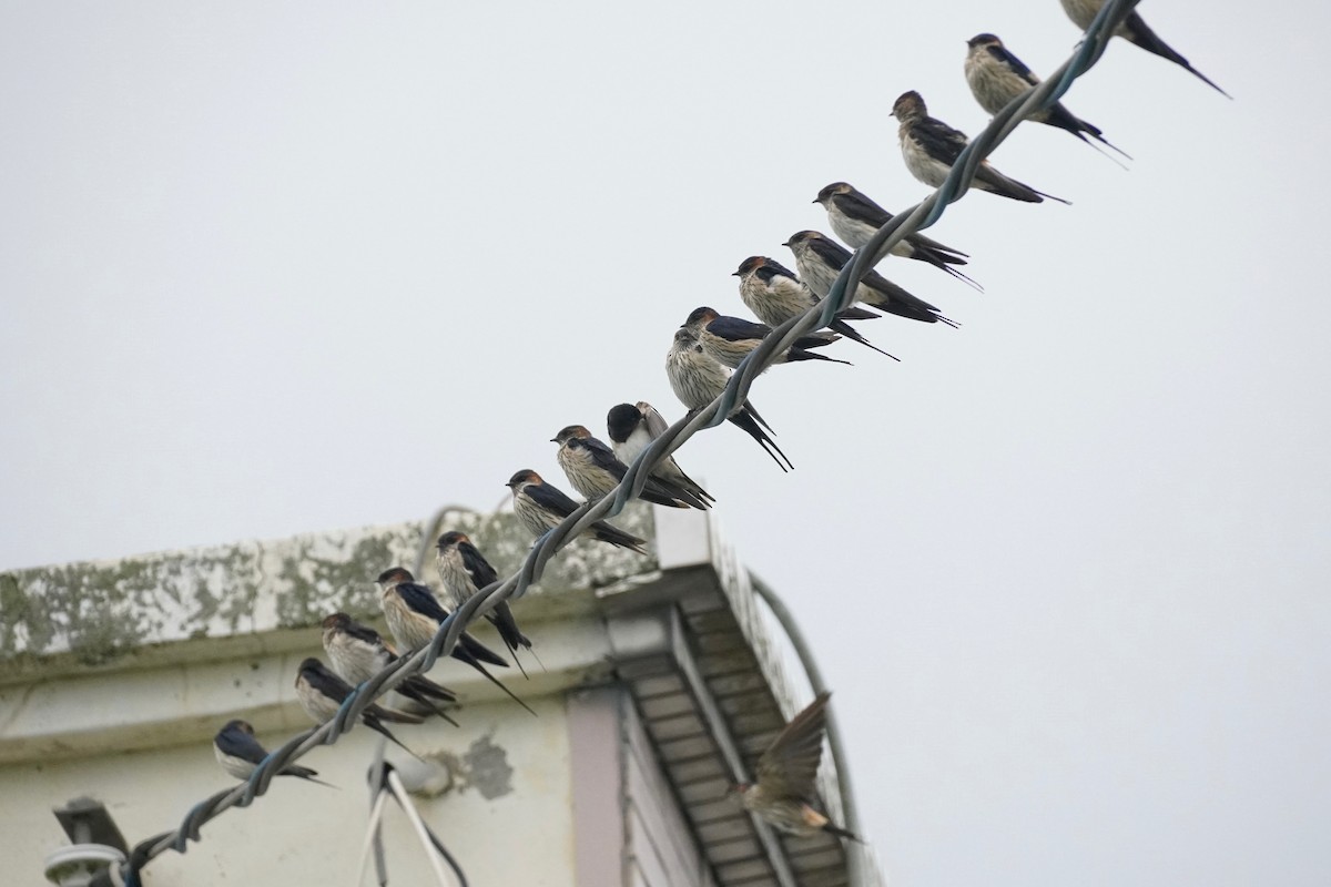 Striated Swallow - ML274965551