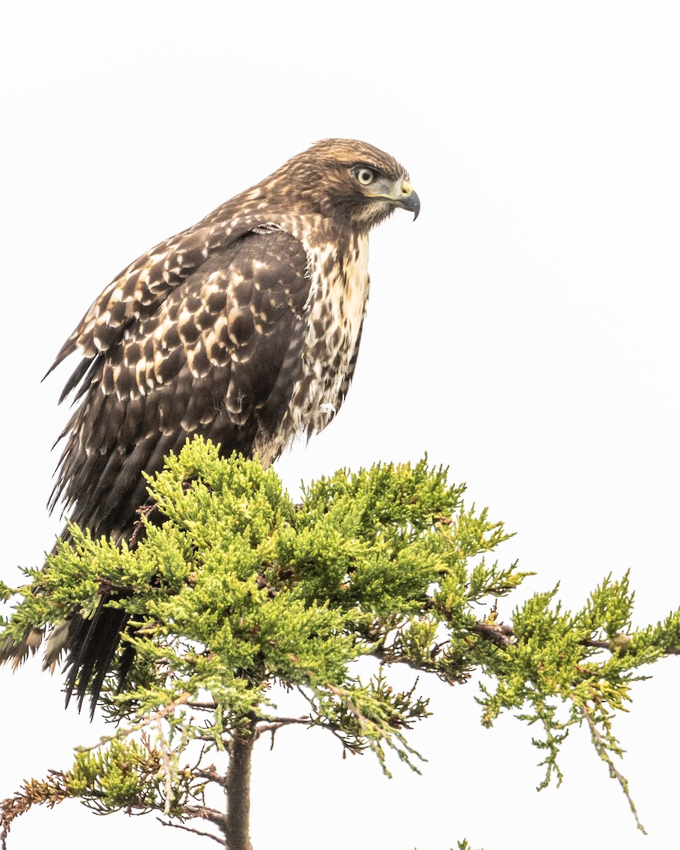 Red-tailed Hawk - ML274966631