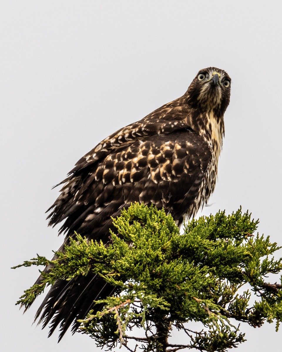 Red-tailed Hawk - ML274966651