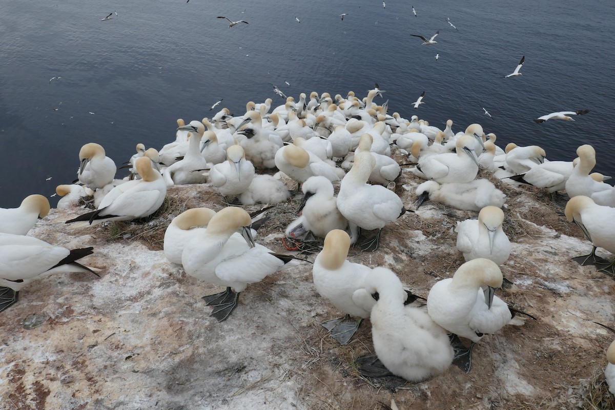 Northern Gannet - Gerd Schön