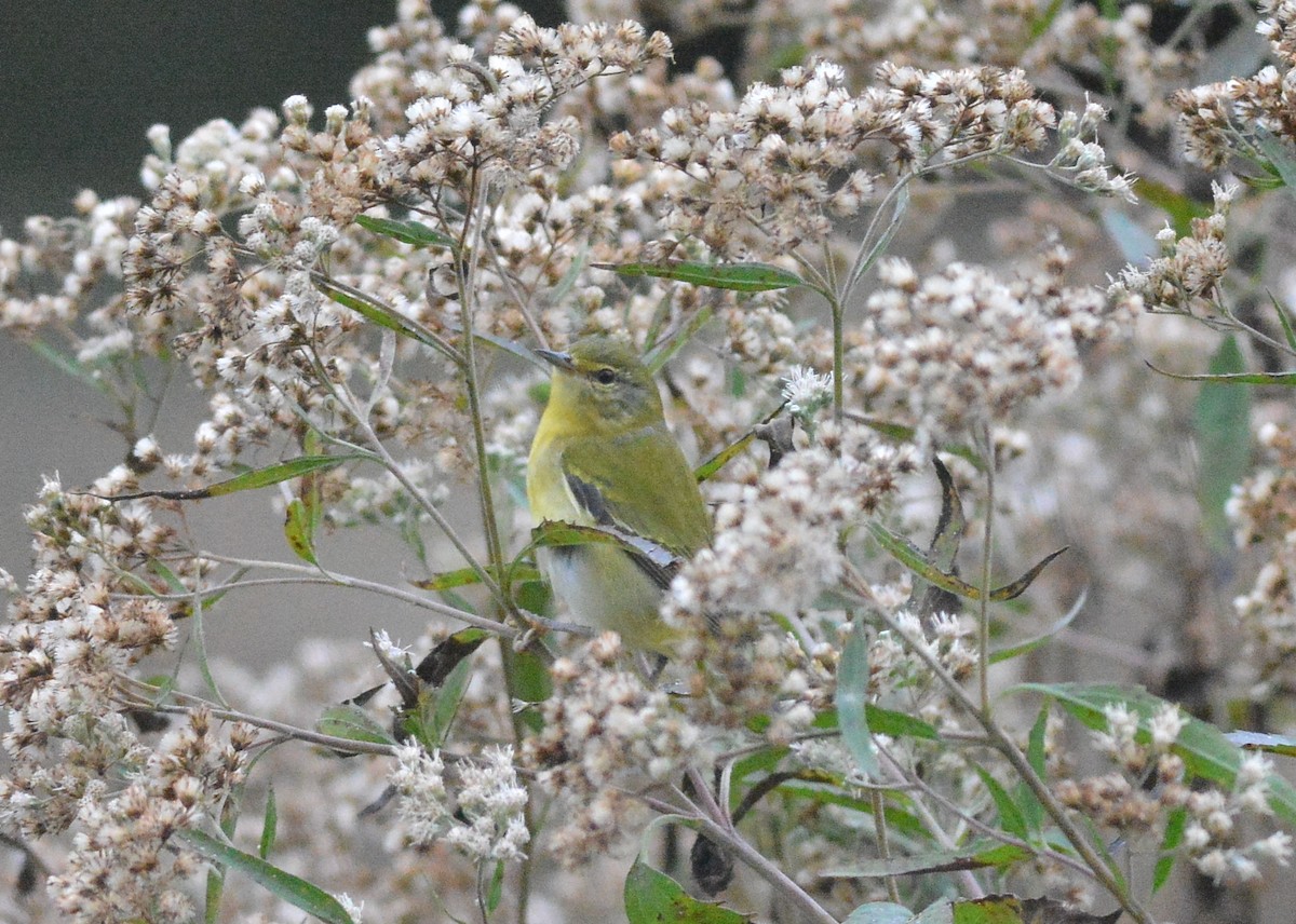 Tennessee Warbler - ML274967621