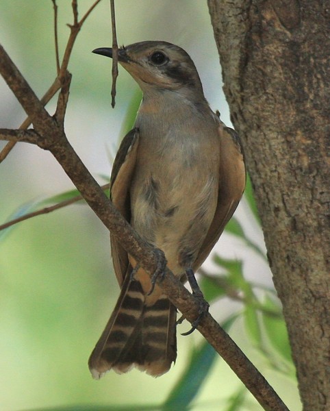 Black-eared Cuckoo - Robert Tizard