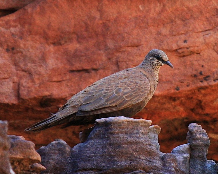 White-quilled Rock-Pigeon - ML274968271