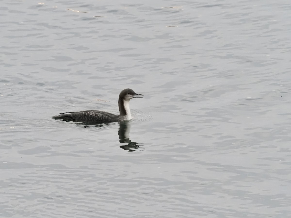 Pacific Loon - ML274970001