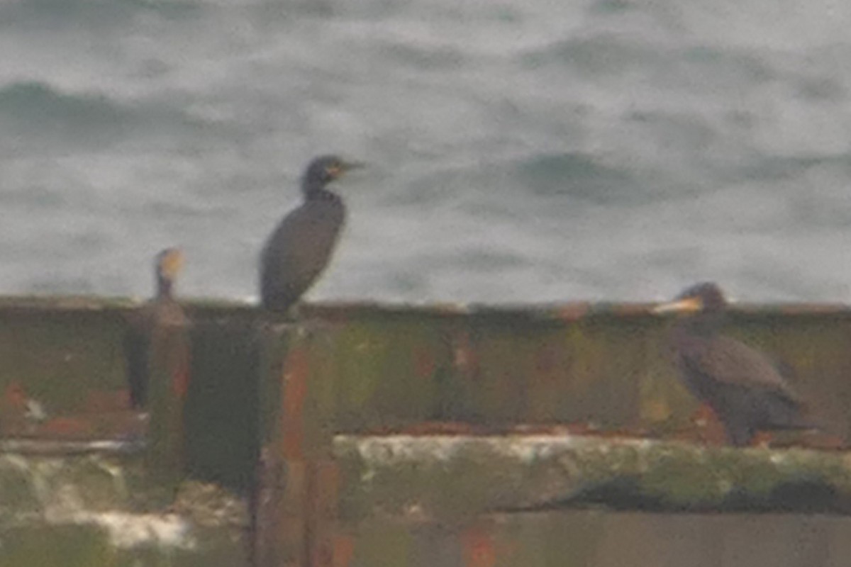 Cormoran huppé - ML274970111