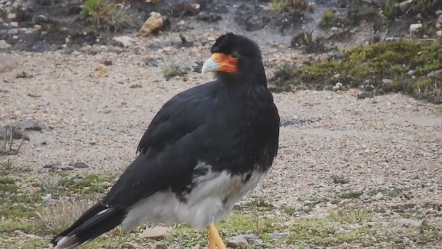 Mountain Caracara - ML274970321