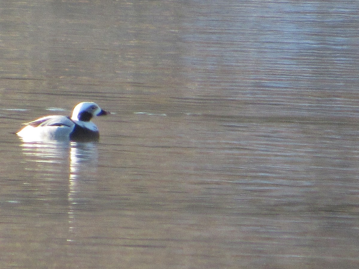 Long-tailed Duck - ML274972851