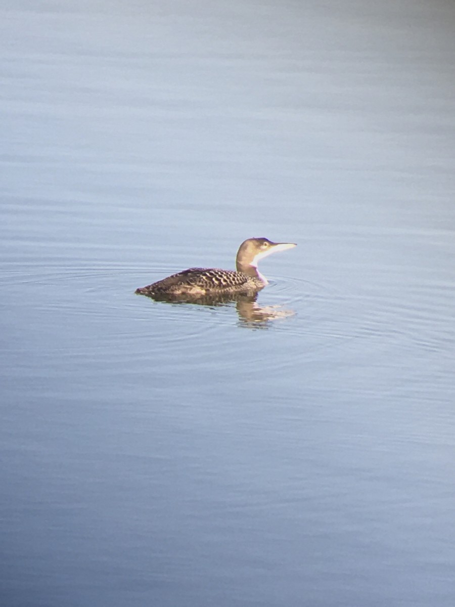 Common Loon - Ryan Votta