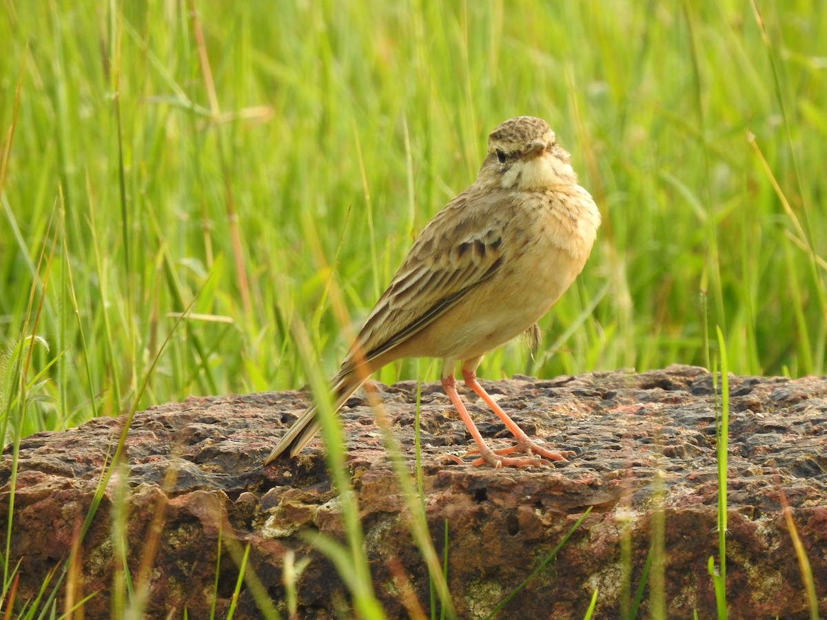 Paddyfield Pipit - ML274975811