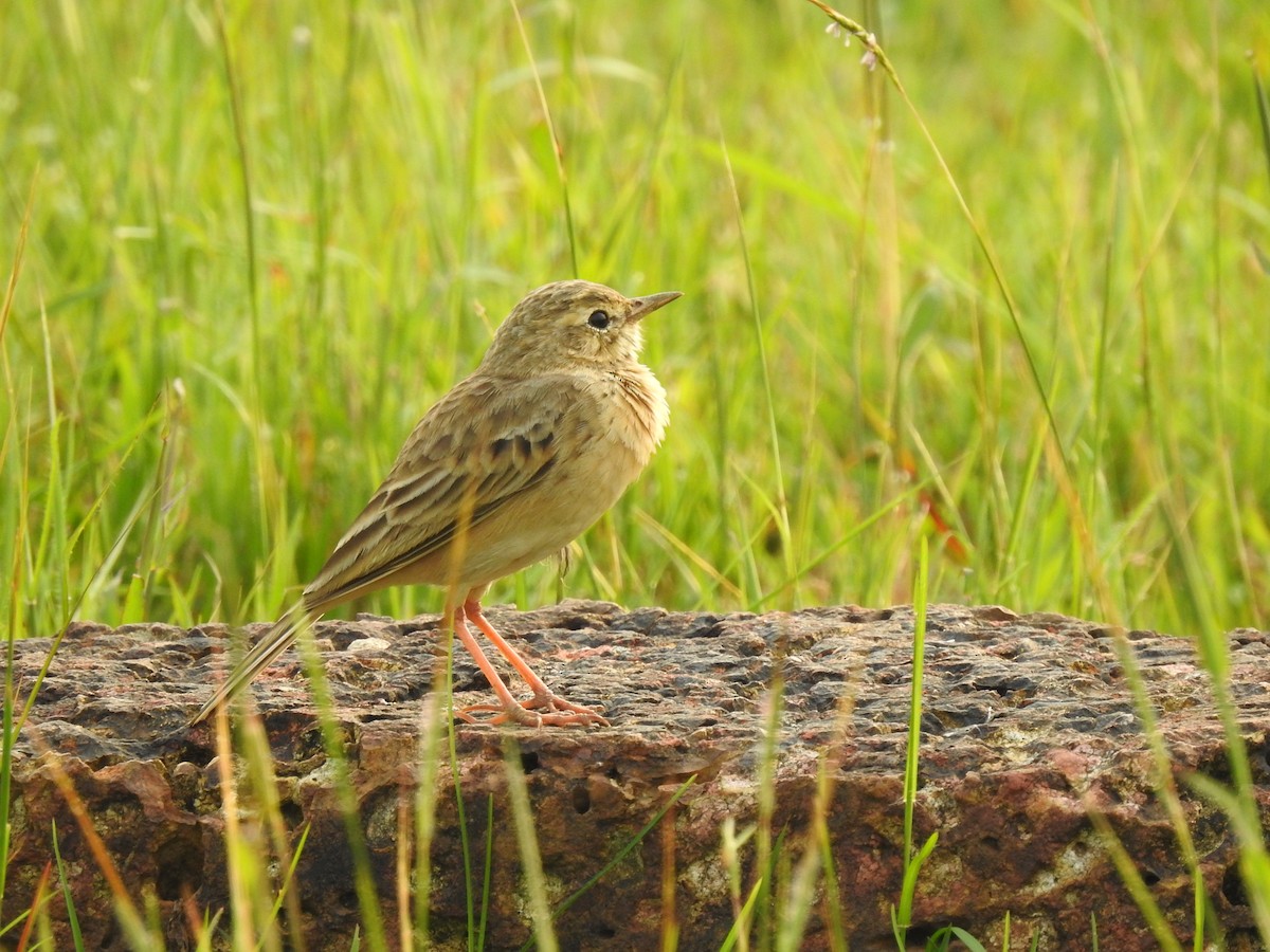Paddyfield Pipit - ML274975921