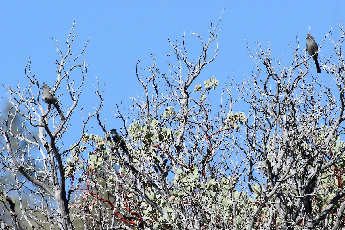 Phainopepla - Steve Rottenborn