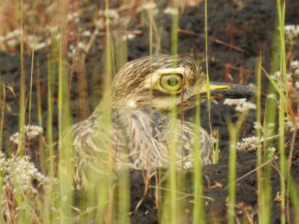 Indian Thick-knee - ML274976561
