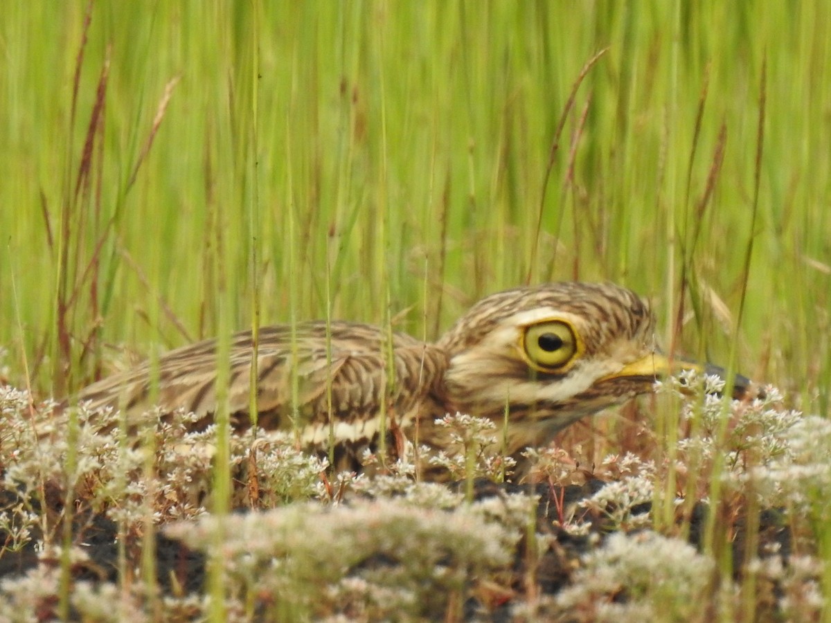 Indian Thick-knee - ML274976591