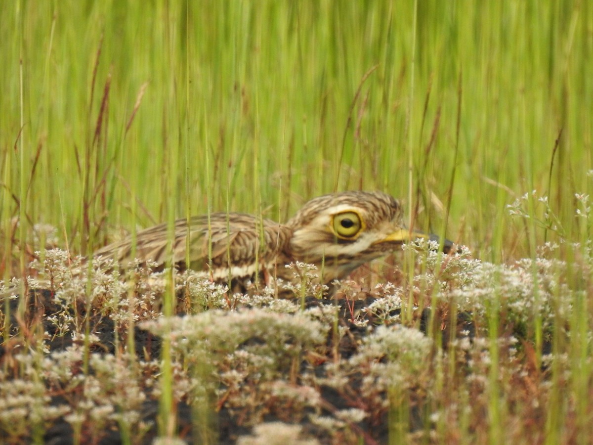 Indian Thick-knee - ML274976631