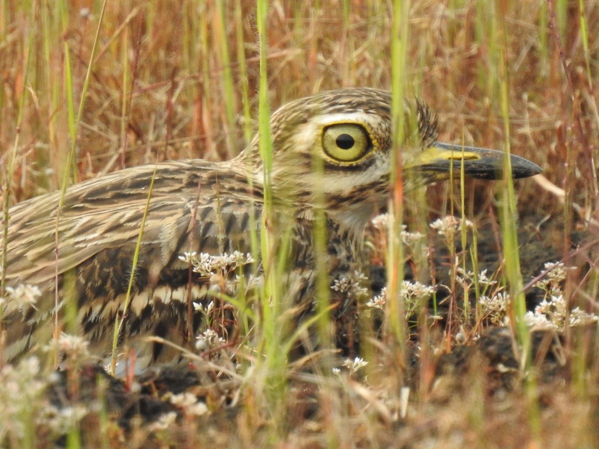 Indian Thick-knee - ML274976721