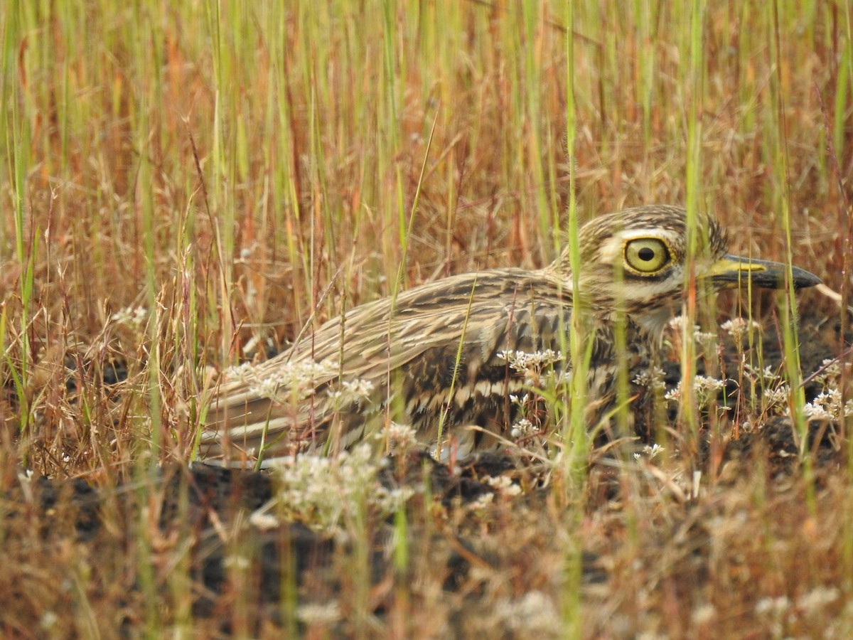 Indian Thick-knee - ML274976761