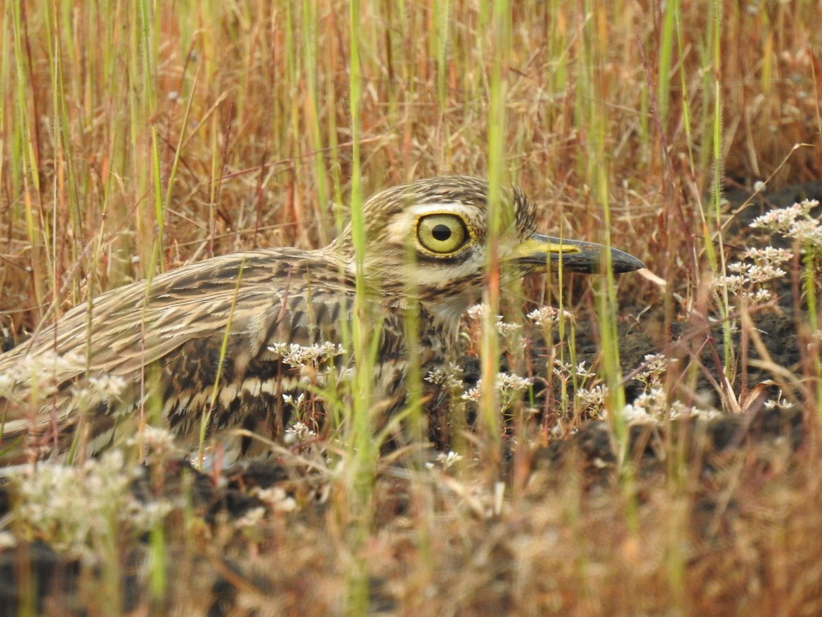 Indian Thick-knee - ML274976771