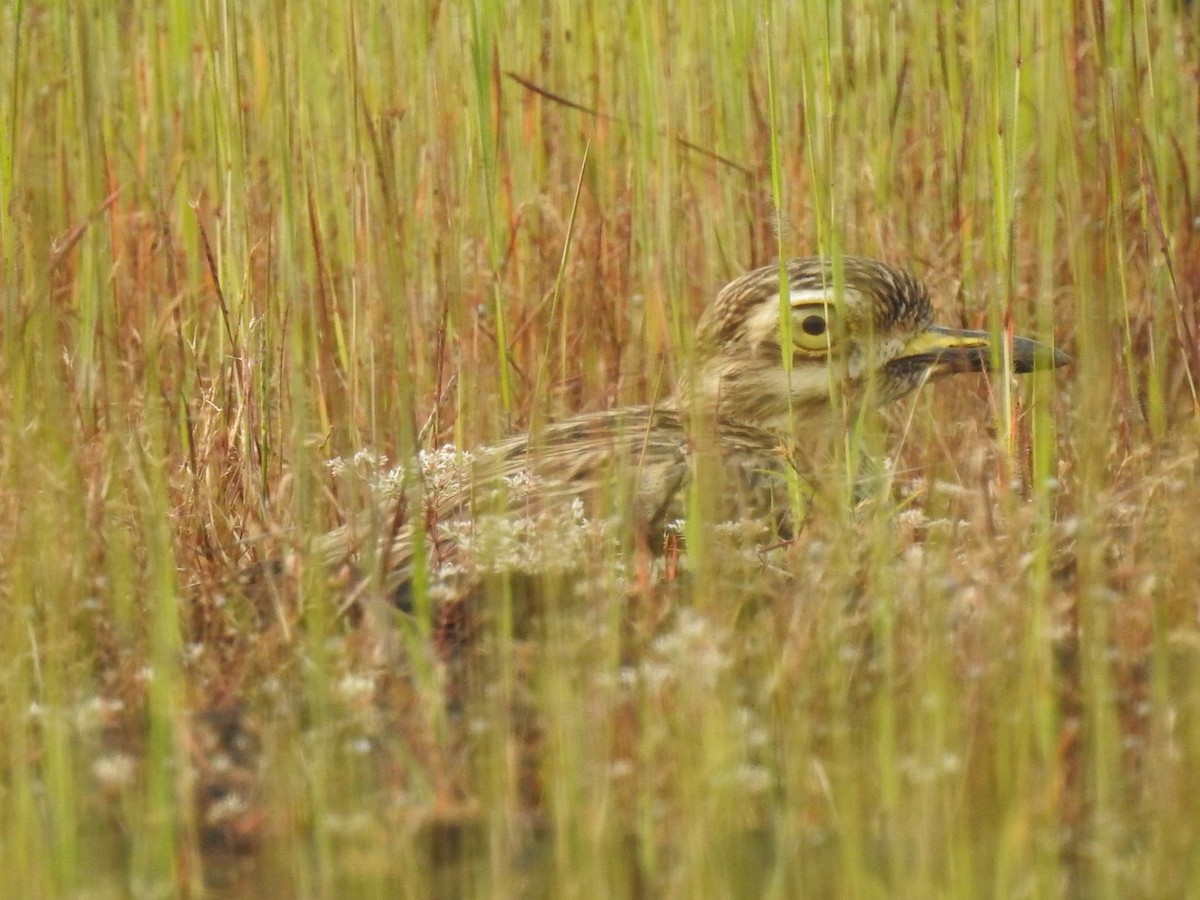 Indian Thick-knee - ML274976841