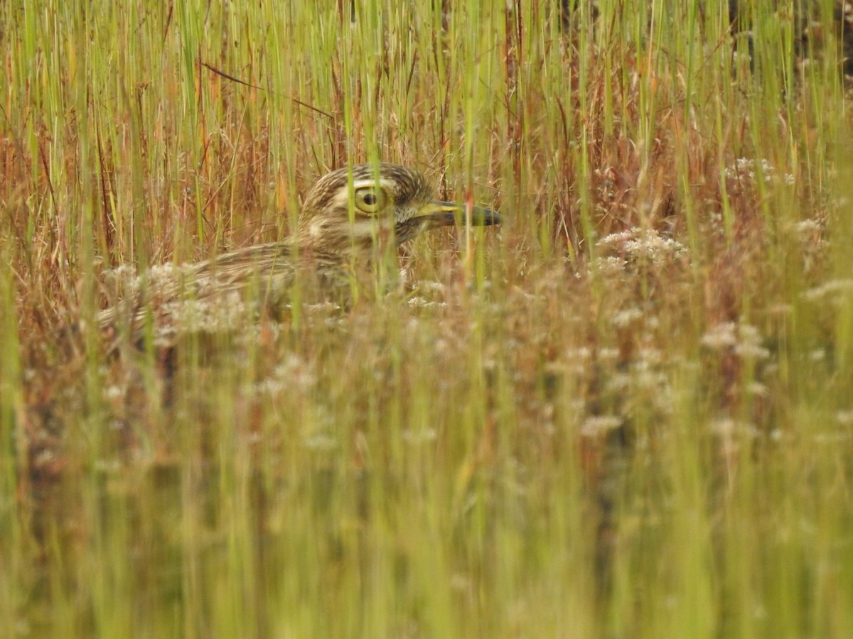 Indian Thick-knee - ML274976921