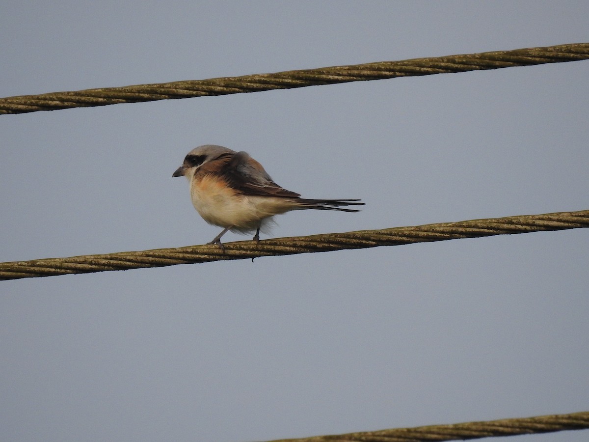 Bay-backed Shrike - ML274977221