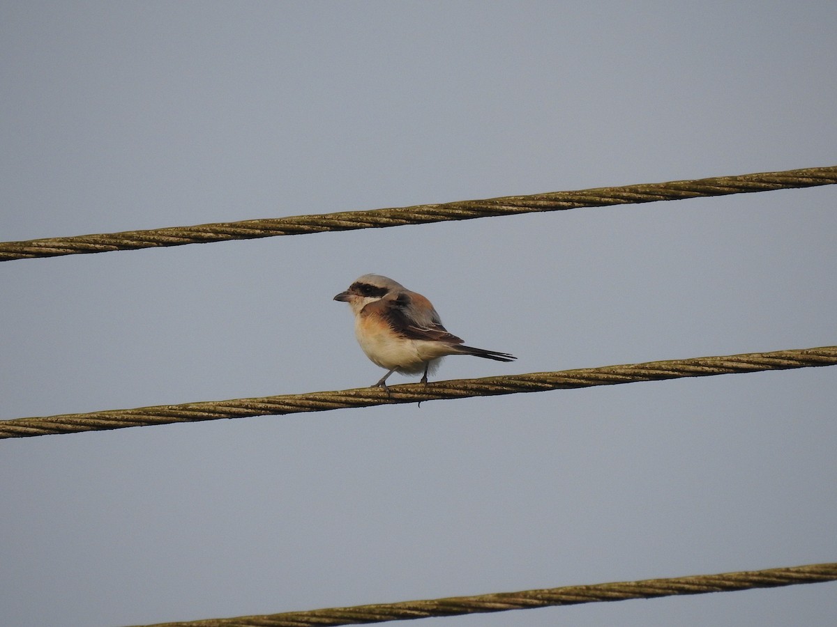 Bay-backed Shrike - ML274977311