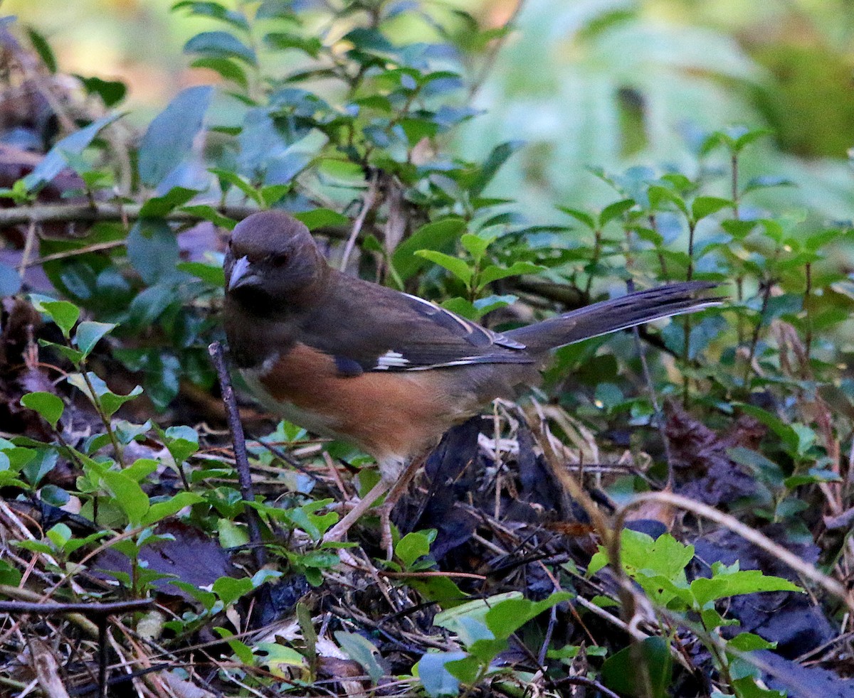 Eastern Towhee - ML274977531