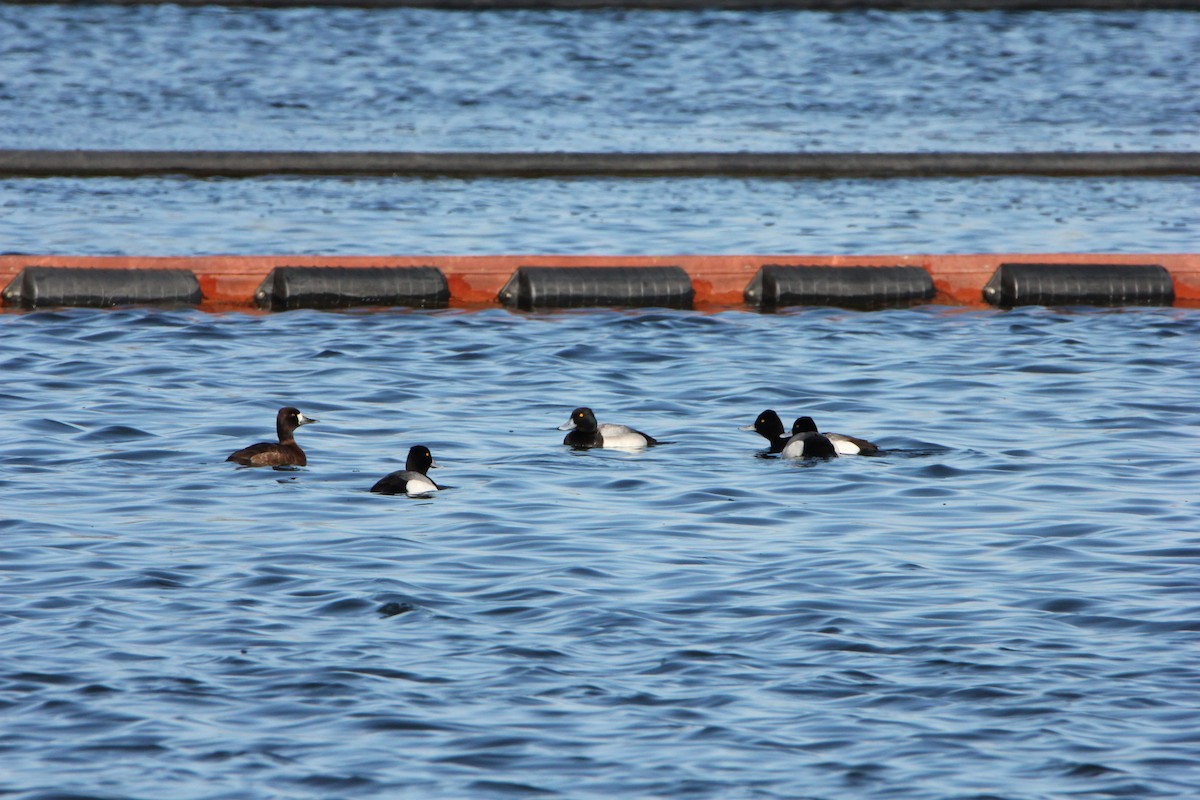 Lesser Scaup - ML27497761