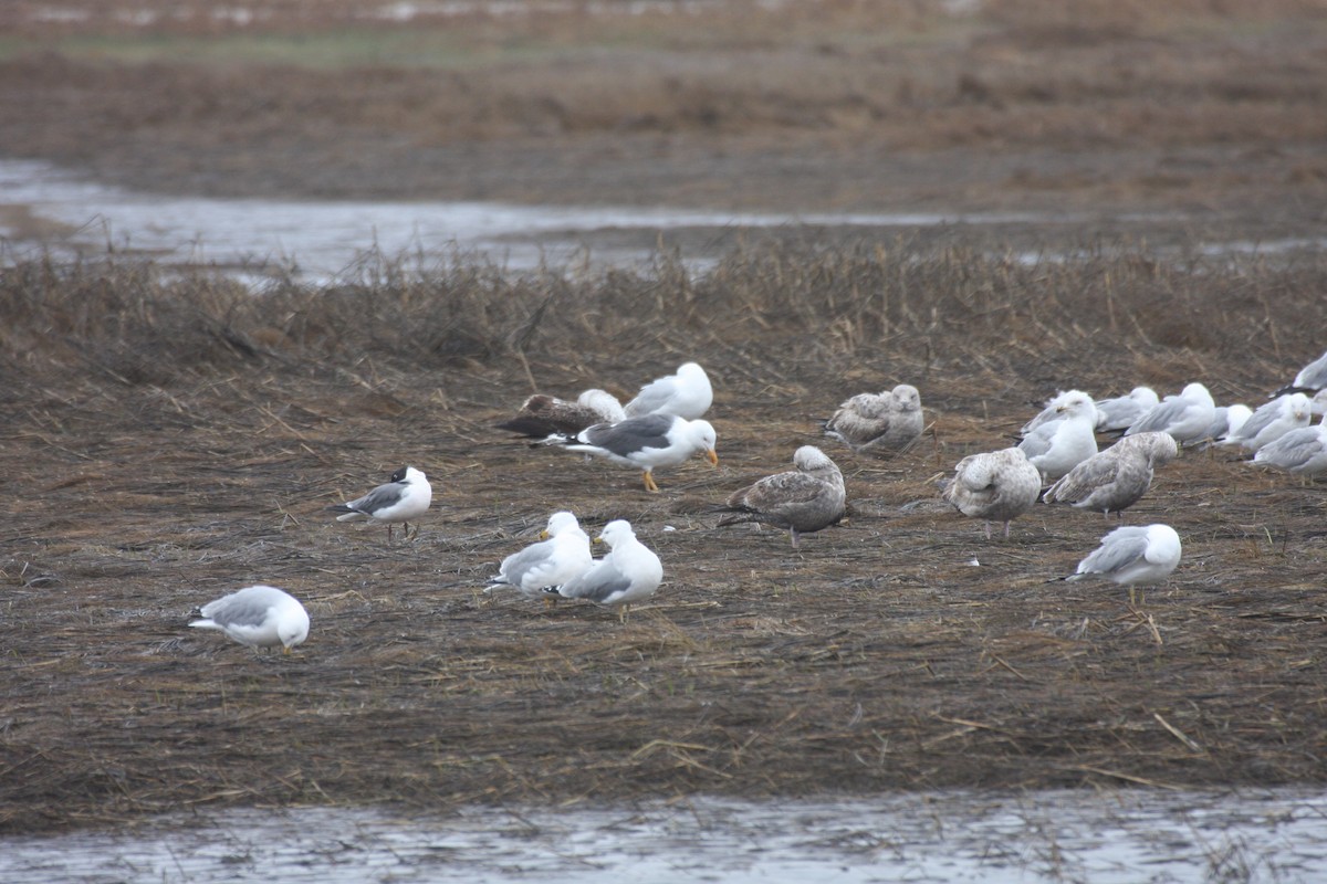 Lesser Black-backed Gull - ML27497811