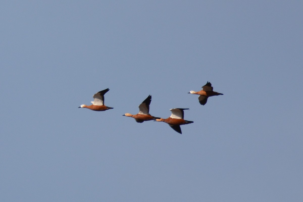 Ruddy Shelduck - ML274979631