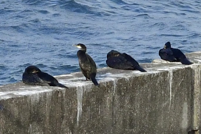 Cormoran huppé - ML274979941