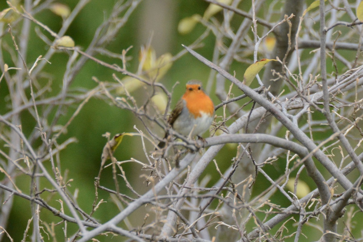 European Robin - Ergün Cengiz