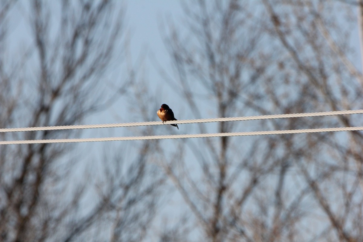 Barn Swallow - ML27498101